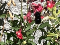 Xylocopa tabaniformis orpifex