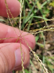 Chloris andropogonoides