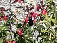 Xylocopa tabaniformis orpifex