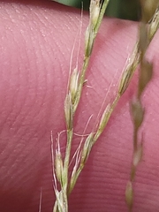 Chloris andropogonoides