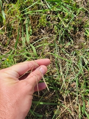 Chloris andropogonoides