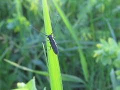 Phytoecia caerulescens