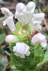 Prunella laciniata