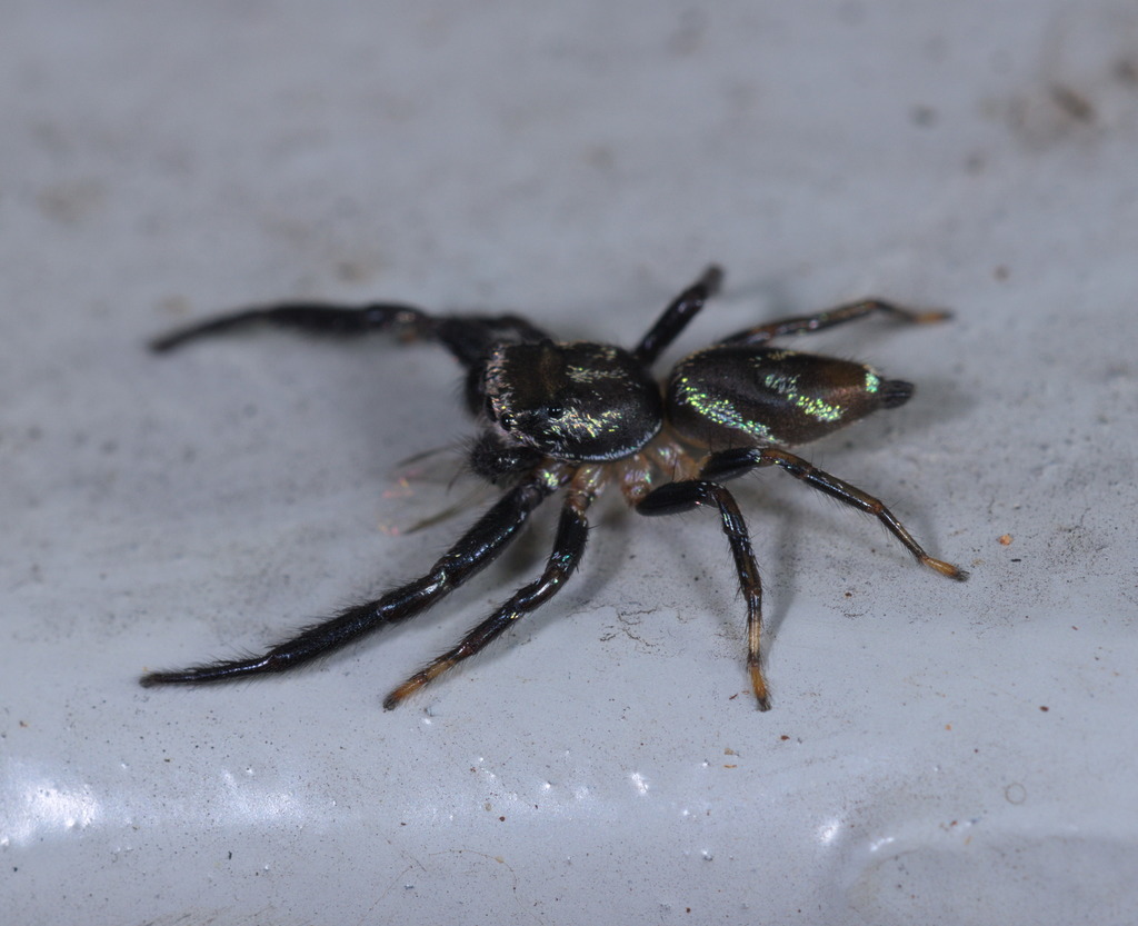 Thiania inermis