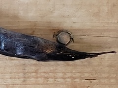 Serrivomer beanii