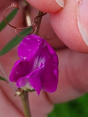Vicia sativa