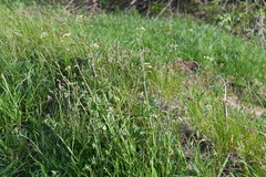 Capsella bursa-pastoris