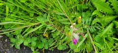 Vicia sativa