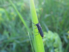 Phytoecia caerulescens