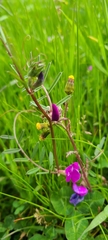 Vicia sativa