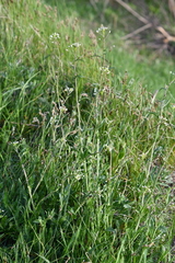 Capsella bursa-pastoris