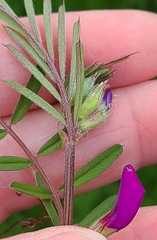 Vicia sativa