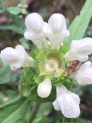 Prunella laciniata