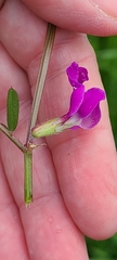 Vicia sativa