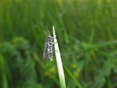 Phytoecia caerulescens