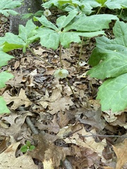 Podophyllum peltatum