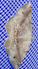 Drepanogynis mixtaria