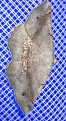 Drepanogynis mixtaria