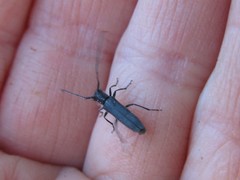 Phytoecia caerulescens