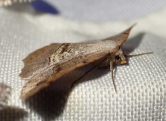 Drepanogynis mixtaria