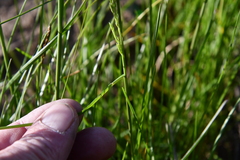 Poa pratensis