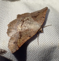 Drepanogynis mixtaria