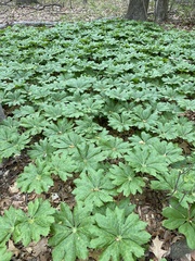 Podophyllum peltatum