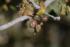 Andricus reticulatus