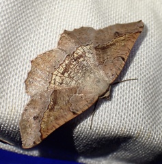 Drepanogynis mixtaria