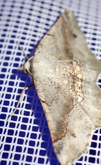 Drepanogynis mixtaria