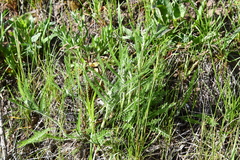 Achillea millefolium
