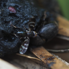 Herina frondescentiae