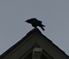 Corvus brachyrhynchos