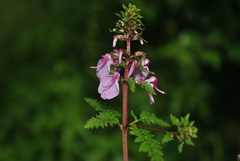 Pedicularis moupinensis