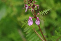 Pedicularis moupinensis