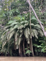 Phytelephas tenuicaulis