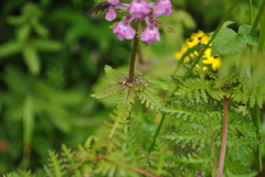 Pedicularis moupinensis