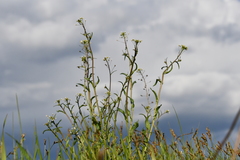 Capsella bursa-pastoris