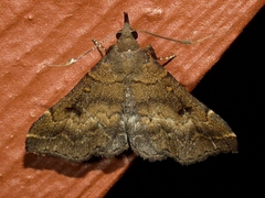 Renia factiosalis