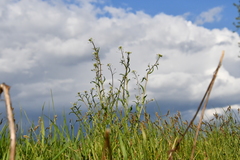 Capsella bursa-pastoris