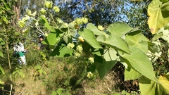 Abutilon umbelliflorum