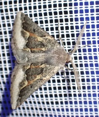 Drepanogynis intricata