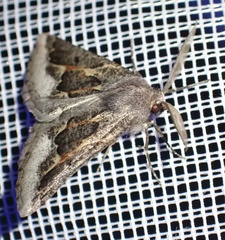 Drepanogynis intricata