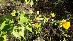 Abutilon umbelliflorum