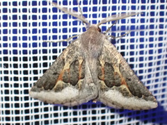 Drepanogynis intricata