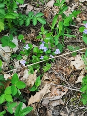 Viola selkirkii