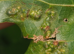 Melikaiella ostensackeni