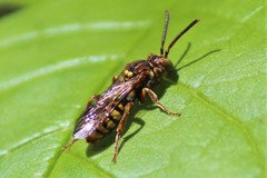 Nomada luteoloides