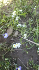 Plagiobothrys bracteatus