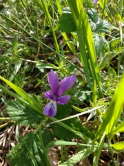 Viola bubanii